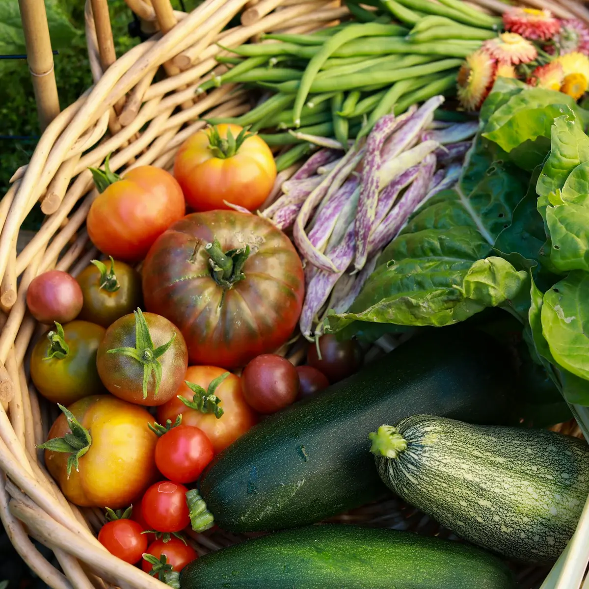 Panier de tomates, haricots et courgettes