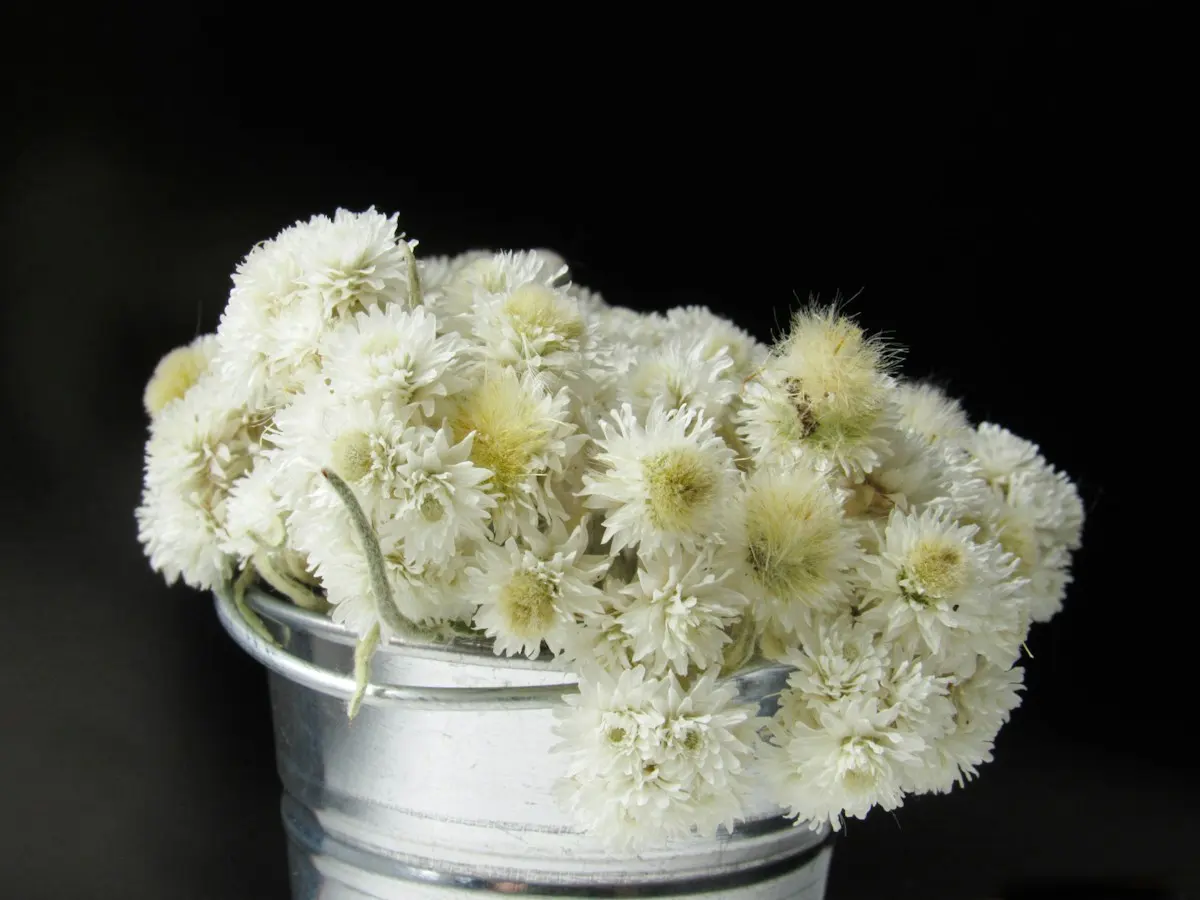 Fleurs blanches dans un seau en zinc, sur fond sombre