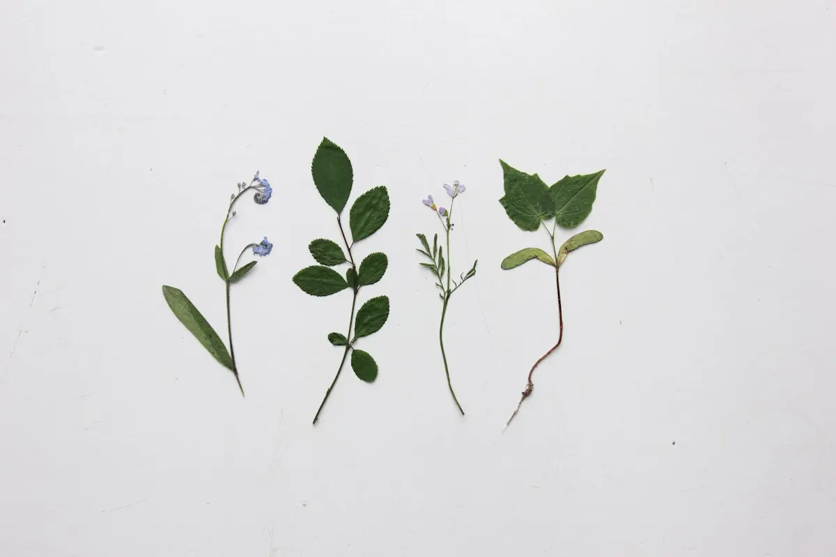 Feuilles et fleurs séchées disposées en herbier