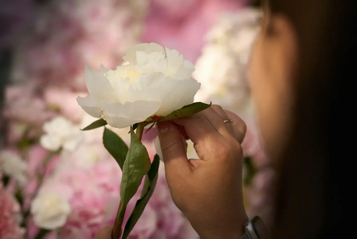 Main tenant une pivoine blanche parmi d’autres fleurs