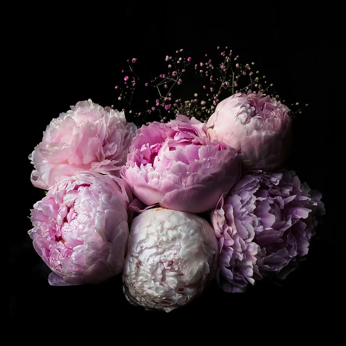 Pivoines roses sur fond sombre