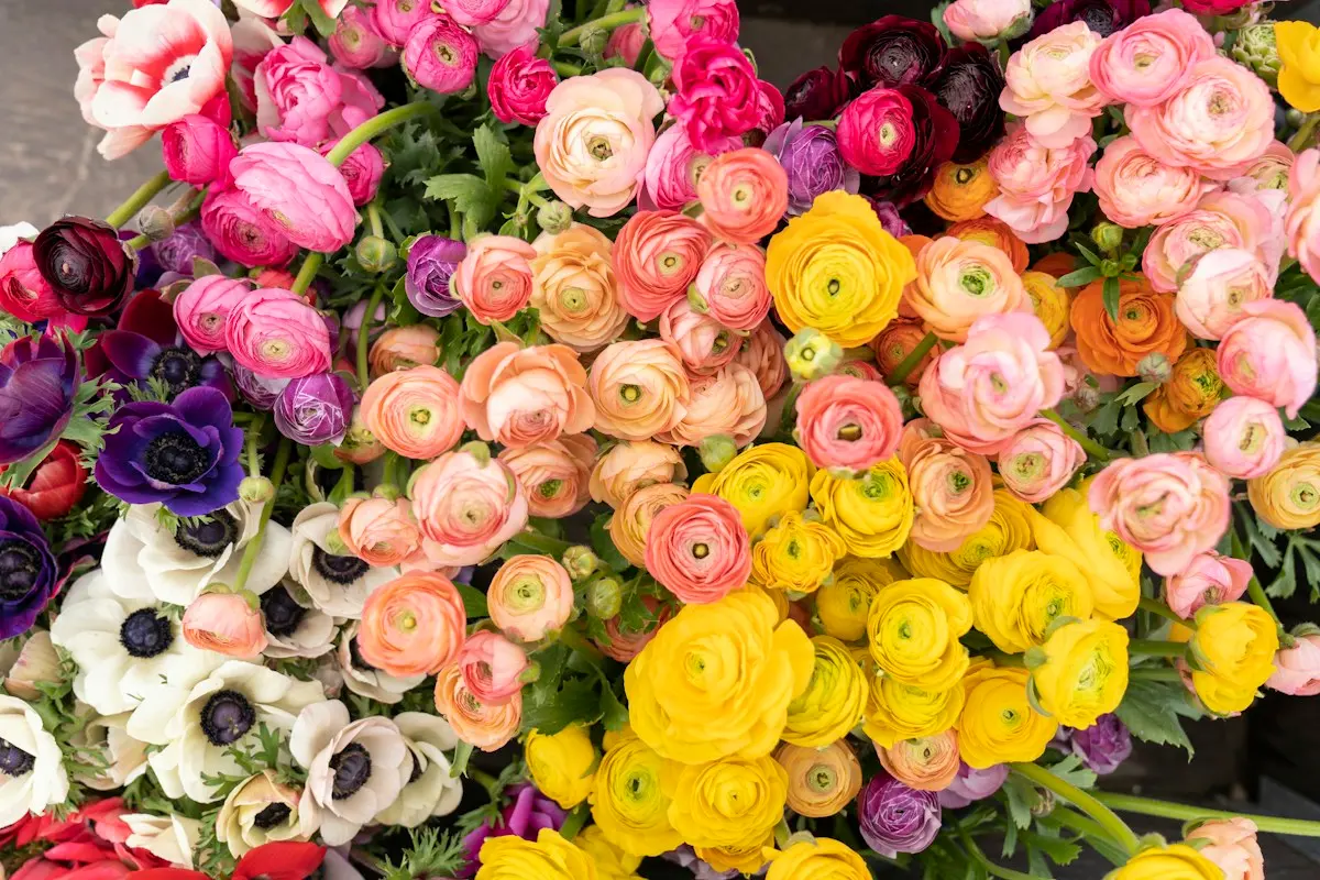 Renoncules et anémones en masse, du jaune au rose
