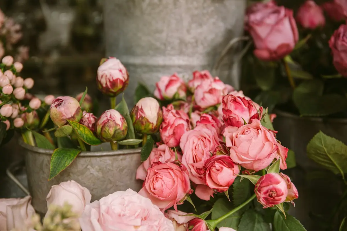 Roses et boutons de pivoine dans un seau en zinc