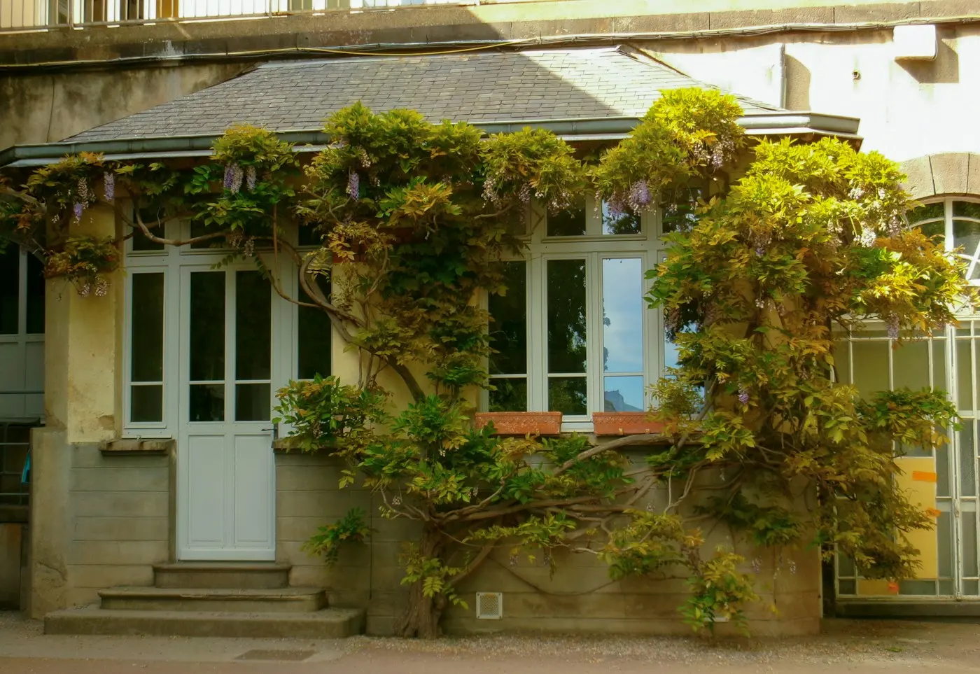 Entrée de la maison couverte de végétation