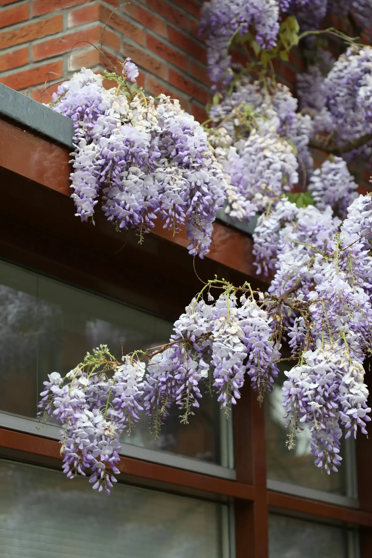 Grappes de glycine devant une fenêtre