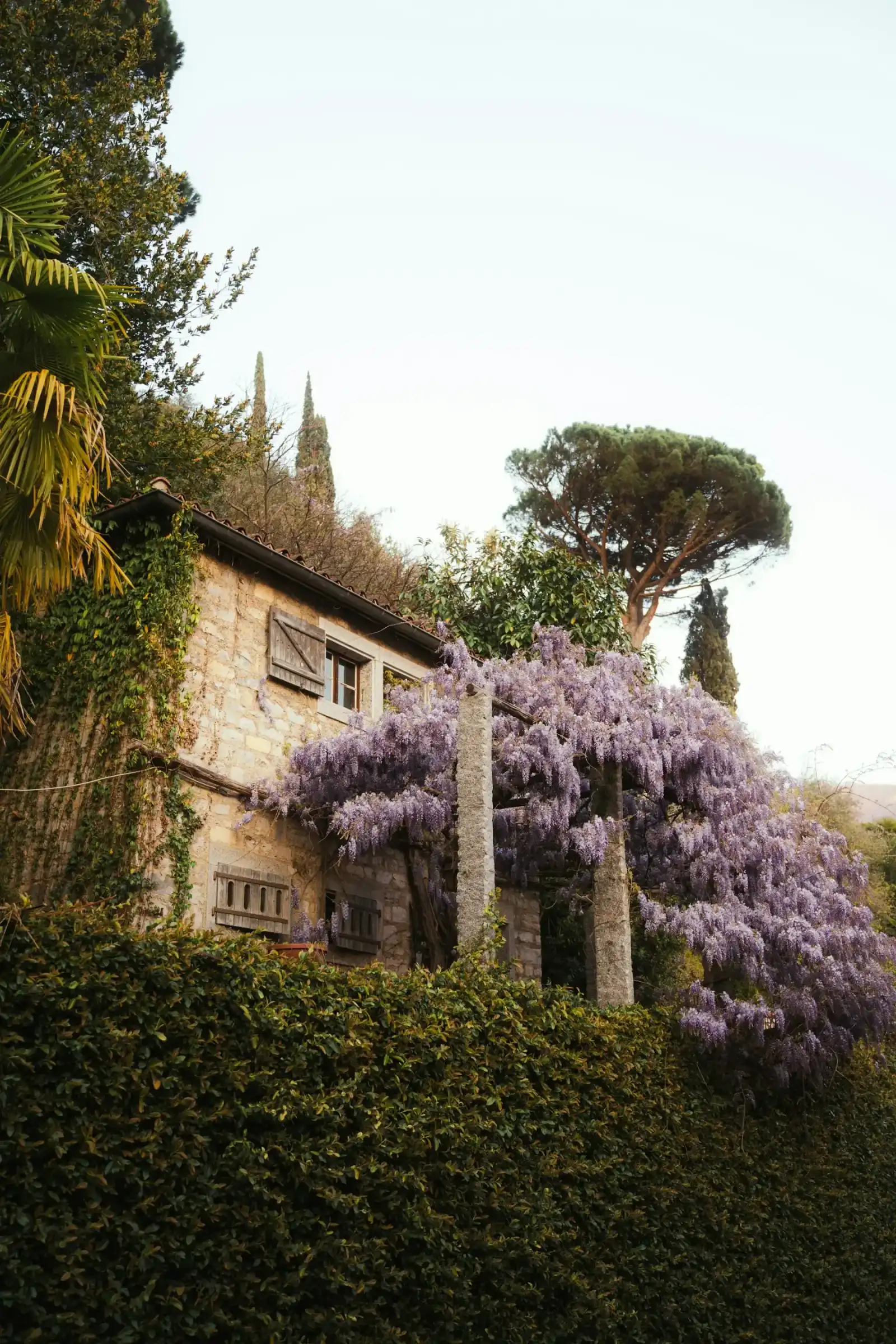 Maison en pierre couverte de glycines en fleurs