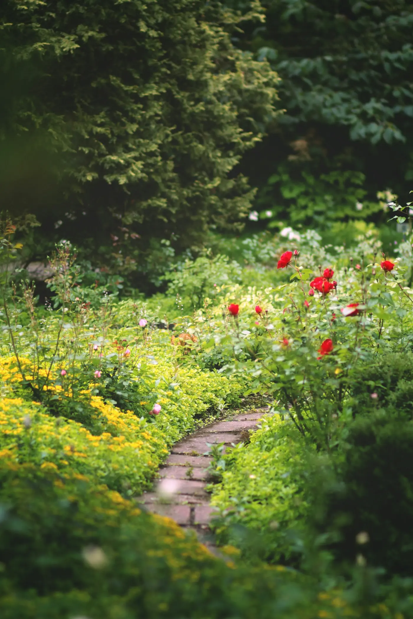 Chemin de pierre dans un jardin fleuri