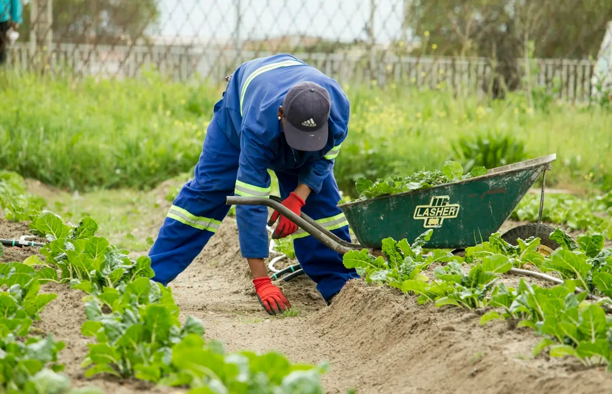 Jardinier plantant des légumes