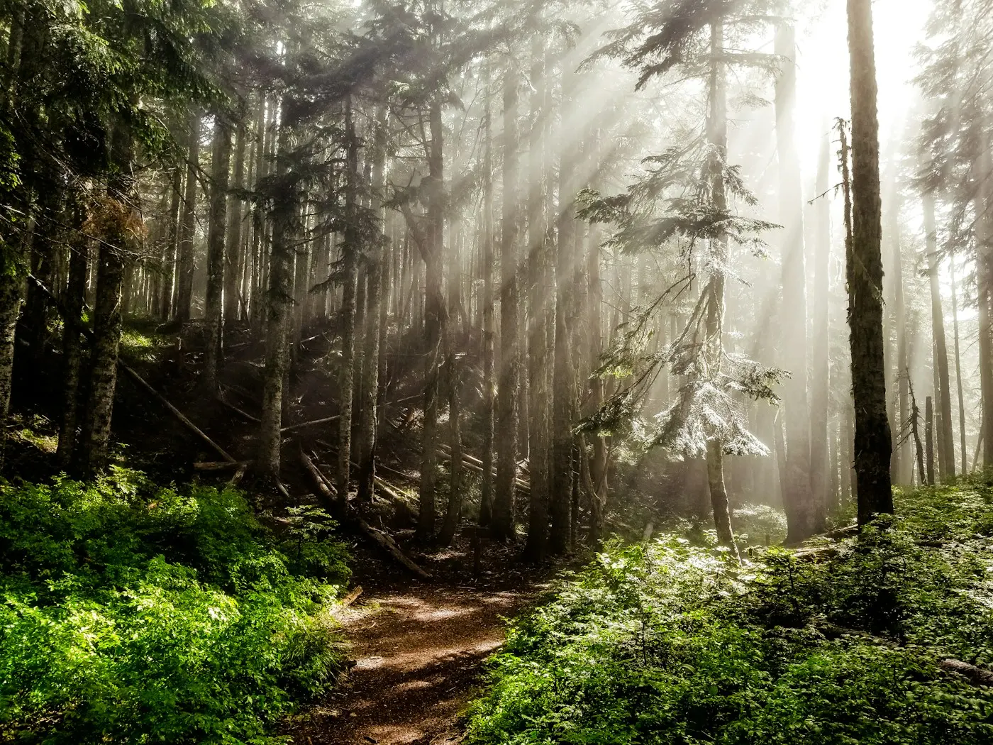 Rayons de soleil dans une forêt