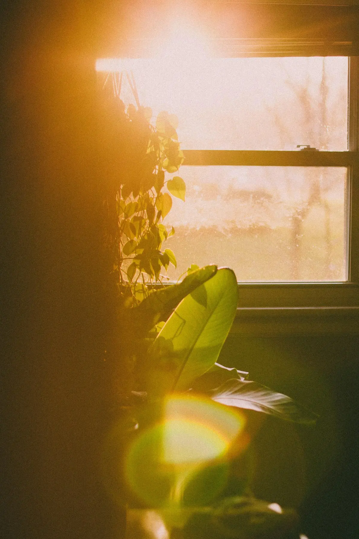Plante au soleil devant une fenêtre